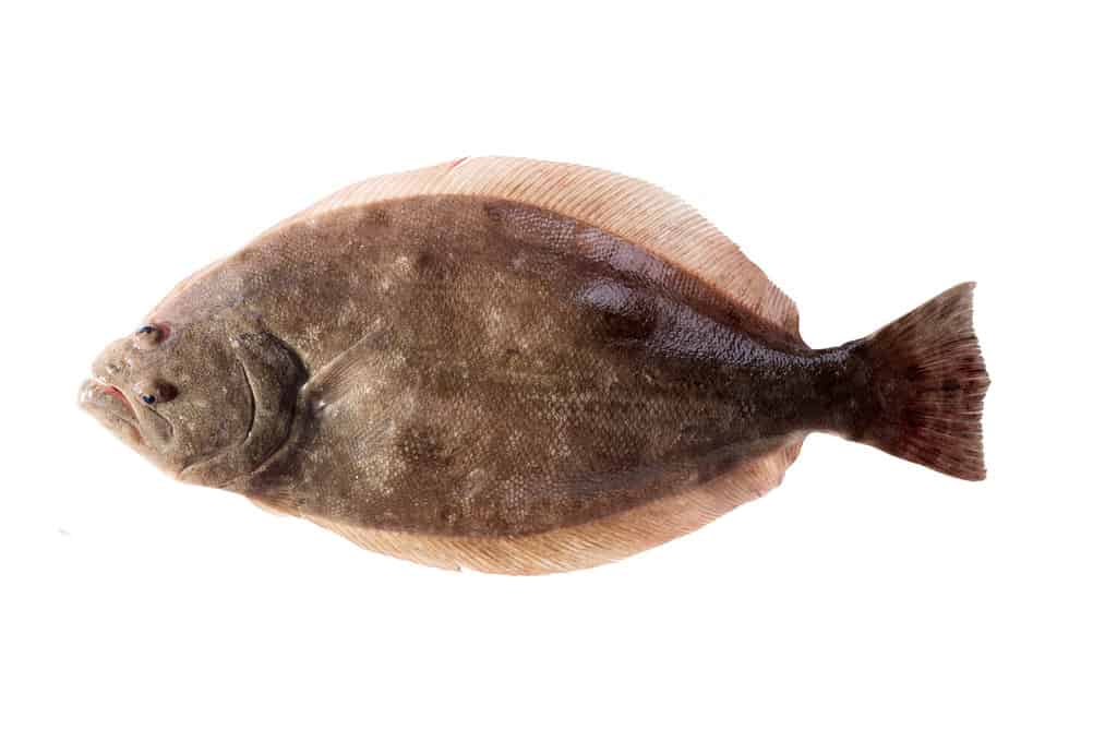 Cá bơn phương Nam (Paralichthys lethostigma). Cá bơn mắt trái, hướng lên trên. Bị cô lập trên nền trắng