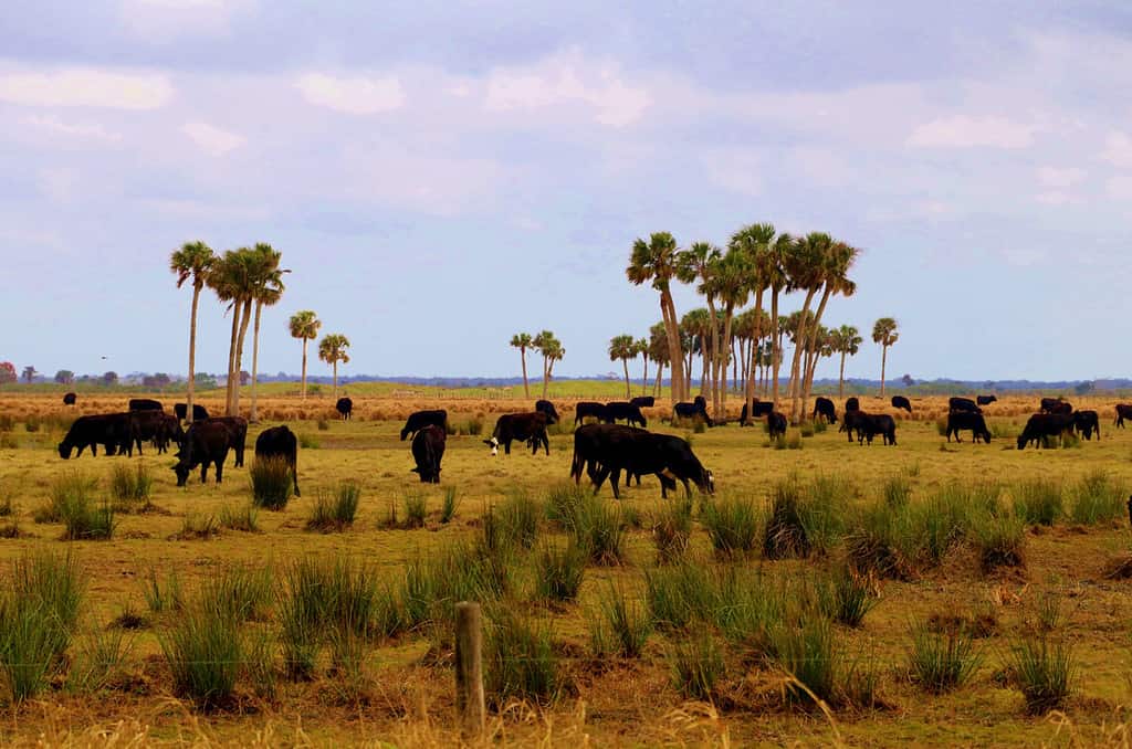 5 Large Cattle Ranches in Florida (Including One of the Biggest in the