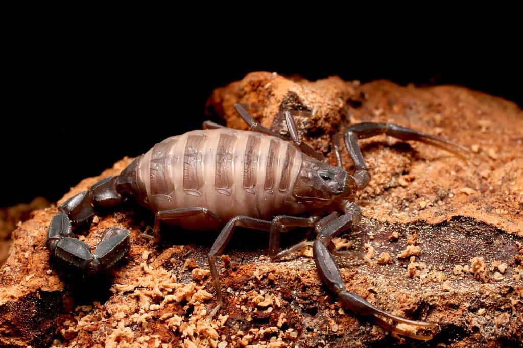 Fattail scorpion, Fat Tailed Scorpion (Androctonus sp) the most dangerous groups of scorpions species in the world
