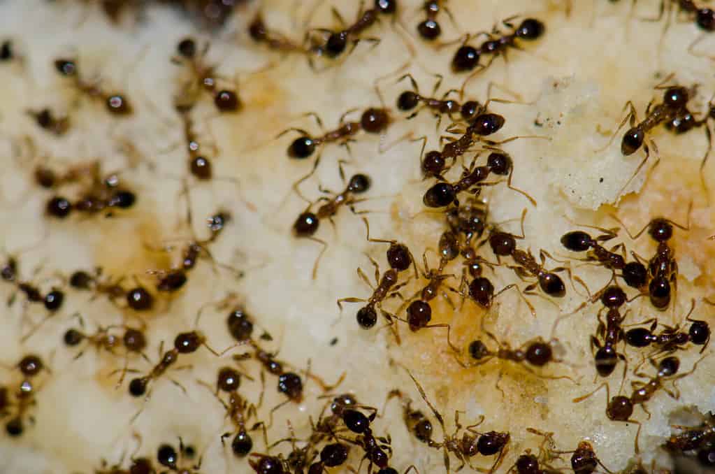 Argentine ants (Linepithema humile) feeding on food scraps. San Sebastian de La Gomera. La Gomera. Canary Islands. Spain.