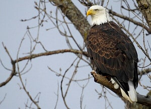 Watch a Bald Eagle and a Goose Square Off on a Frozen Tundra photo
