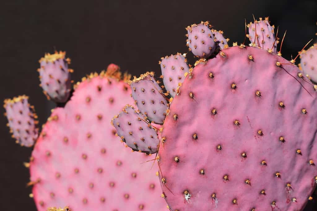 purple prickly pear (Opuntia) with fruit buds