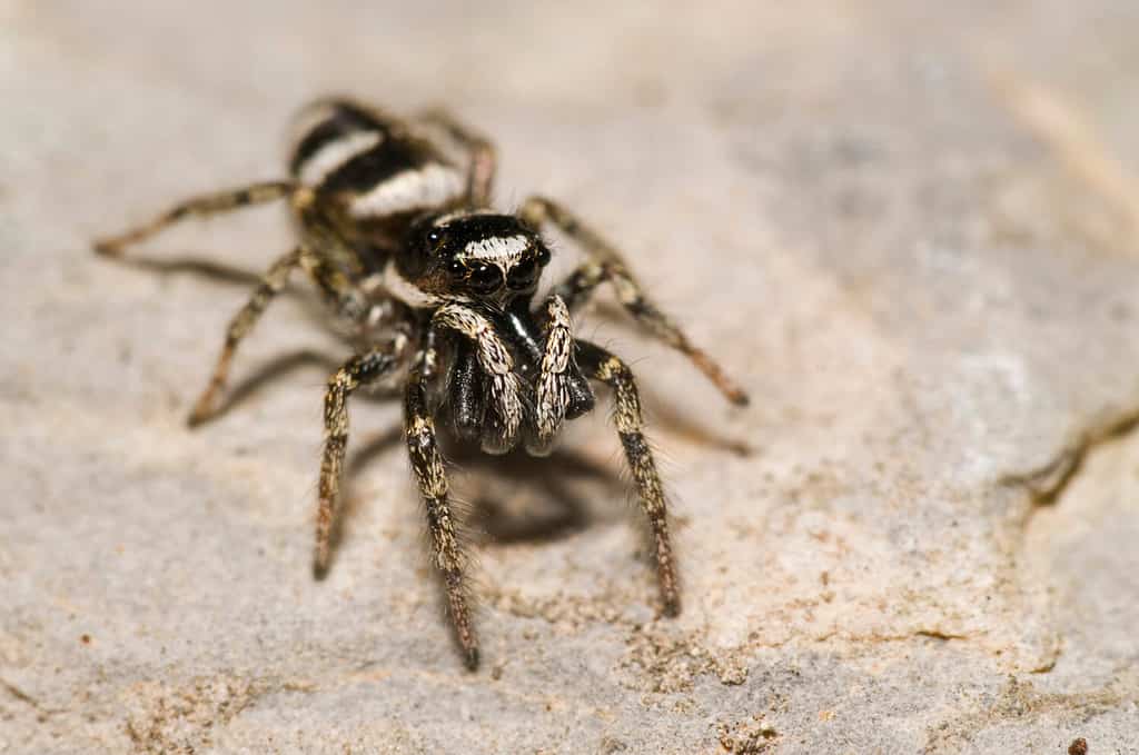 Salticus scenicus (Salticidae)