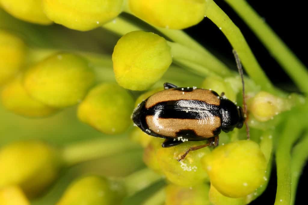 yellow-striped flea beetle
