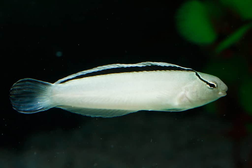 Smith's Fang Blenny (Meiacanthus smithi)