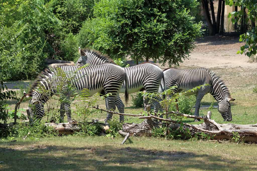 Group of Zebras at Detroit Zoo.