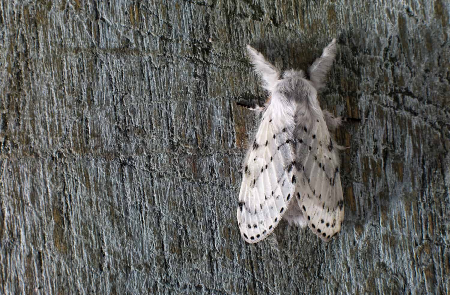 Artace cribraria dot-lined white moth