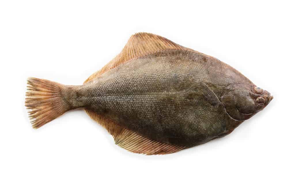Cá bơn có hình dáng đẹp hay cá bơn (Pleuronectidae) còn gọi là cá bơn, cá bơn, cá bơn hay sán lá, phân lập trên nền trắng. Mặt trên.