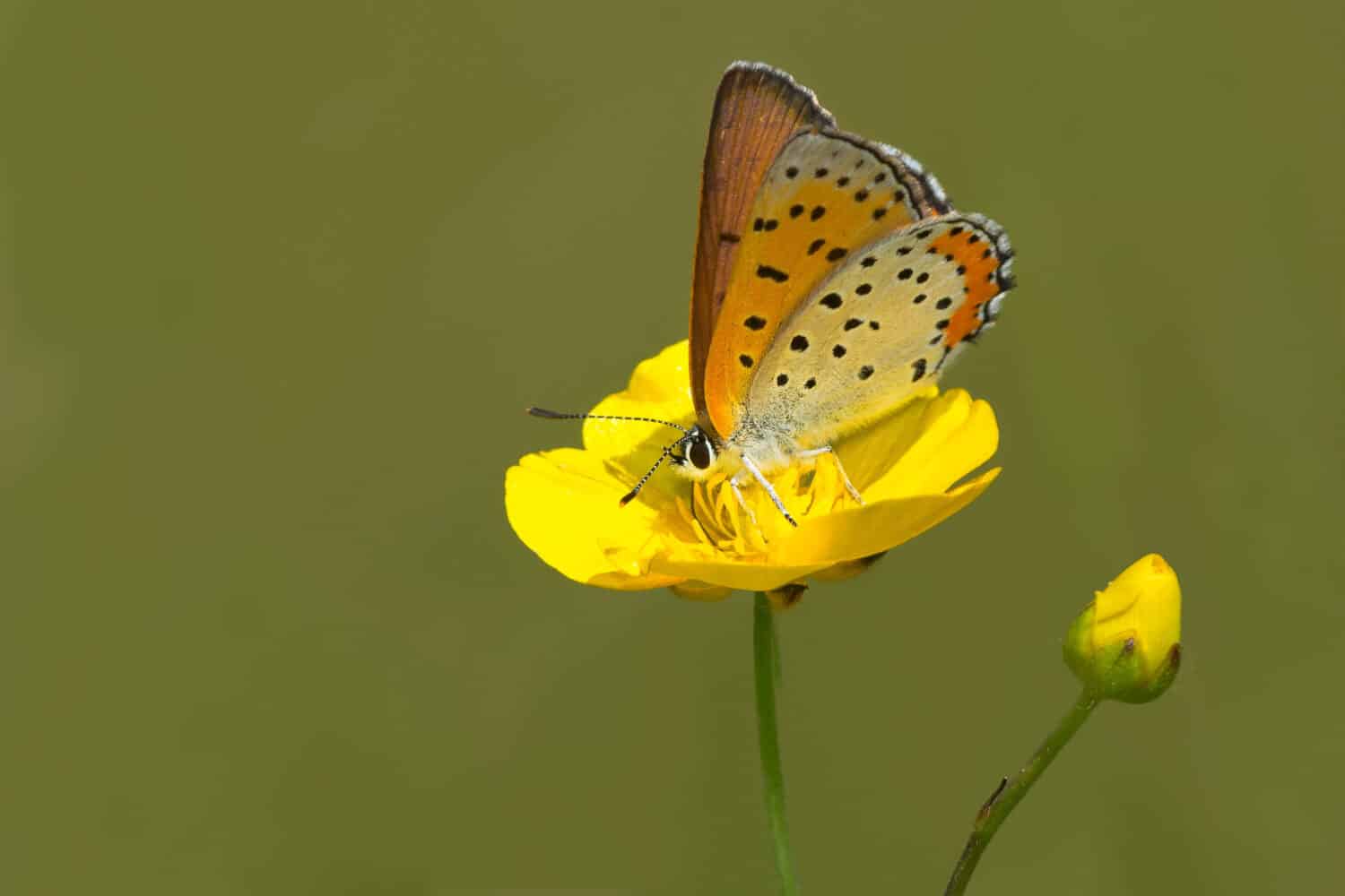 Bronze Copper Butterfly perched on a buttercup flower collecting nectar. Carden Alvar provincial Park, Kawartha Lakes, Ontario, Canada.