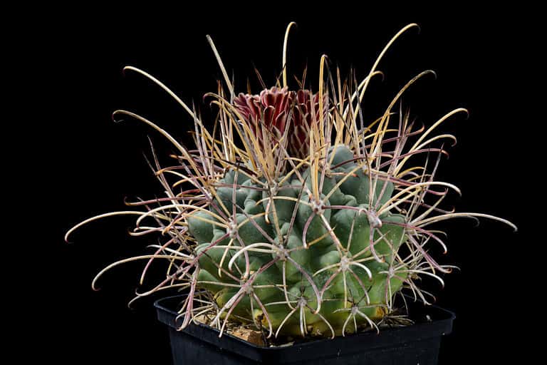 Cactus Glandulicactus uncinatus with flower isolated on Black