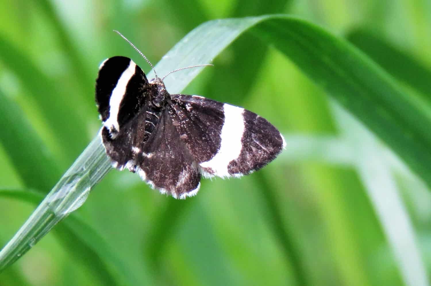 A white-striped Black moth waits for the sun to warm up the air before being to take flight. 