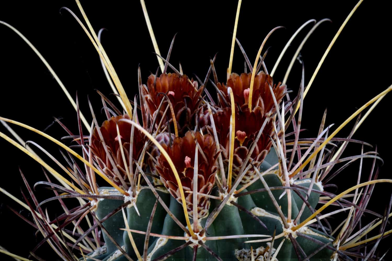 Cactus Glandulicactus uncinatus wrightii with flower isolated on Black
