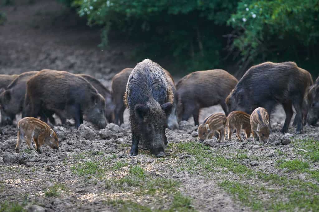 Herd of wild hogs rooting in the forest for food