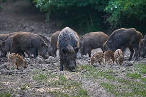 Wild Hogs in Louisiana: How Many Are There and Where Do They Live? Picture