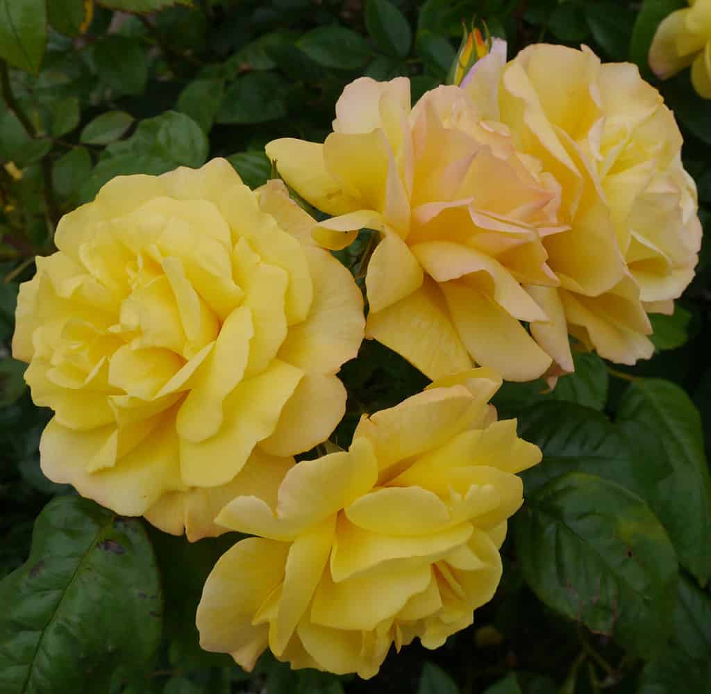 Golden Showers Roses Bush, large fluffy yellow roses with silky, soft petals and a slight salmon tinge at the edges. 