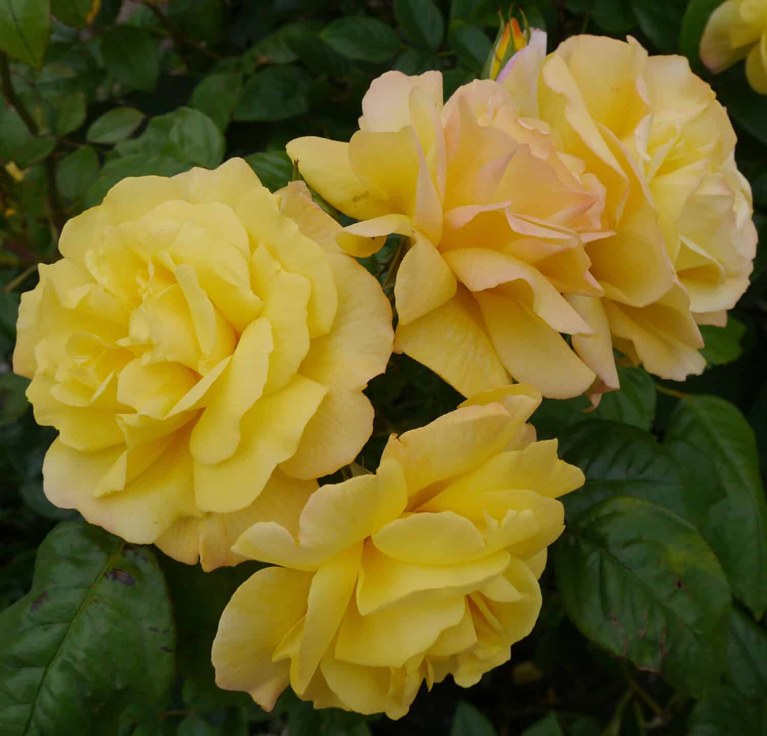 Golden Showers Roses Bush