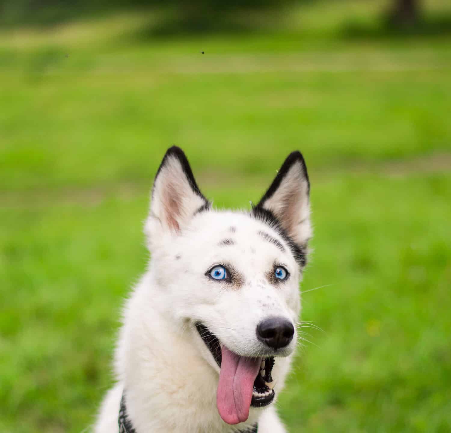 Siberian husky portrait