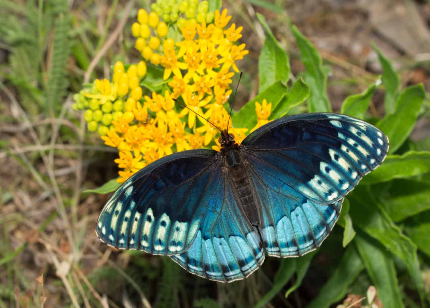 Dorsal view of a beautiful blue female Diana Fritillary, Speyeria diana, feeding on yellow butterflyweed. This species is very rare throughout its range.