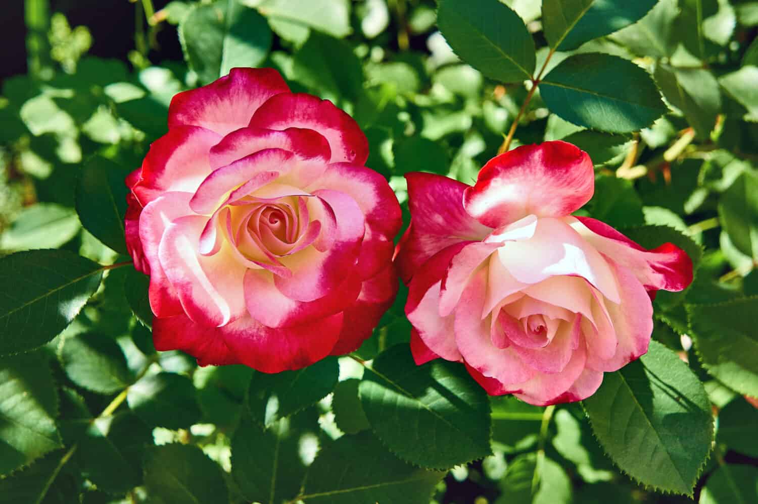 Double Delight Patio Tree Rose