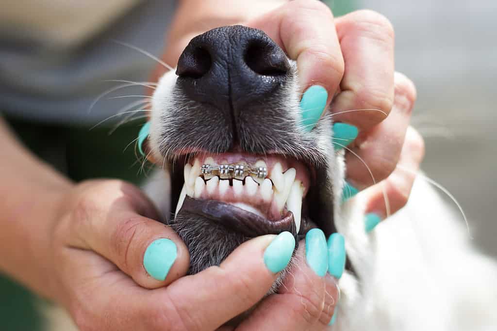 Canine Dental Chart: Decoding a Dog's Teeth