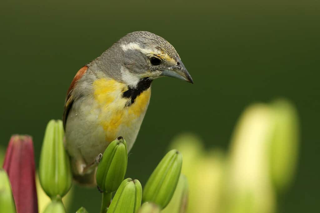 Dickcissel In The Garden.