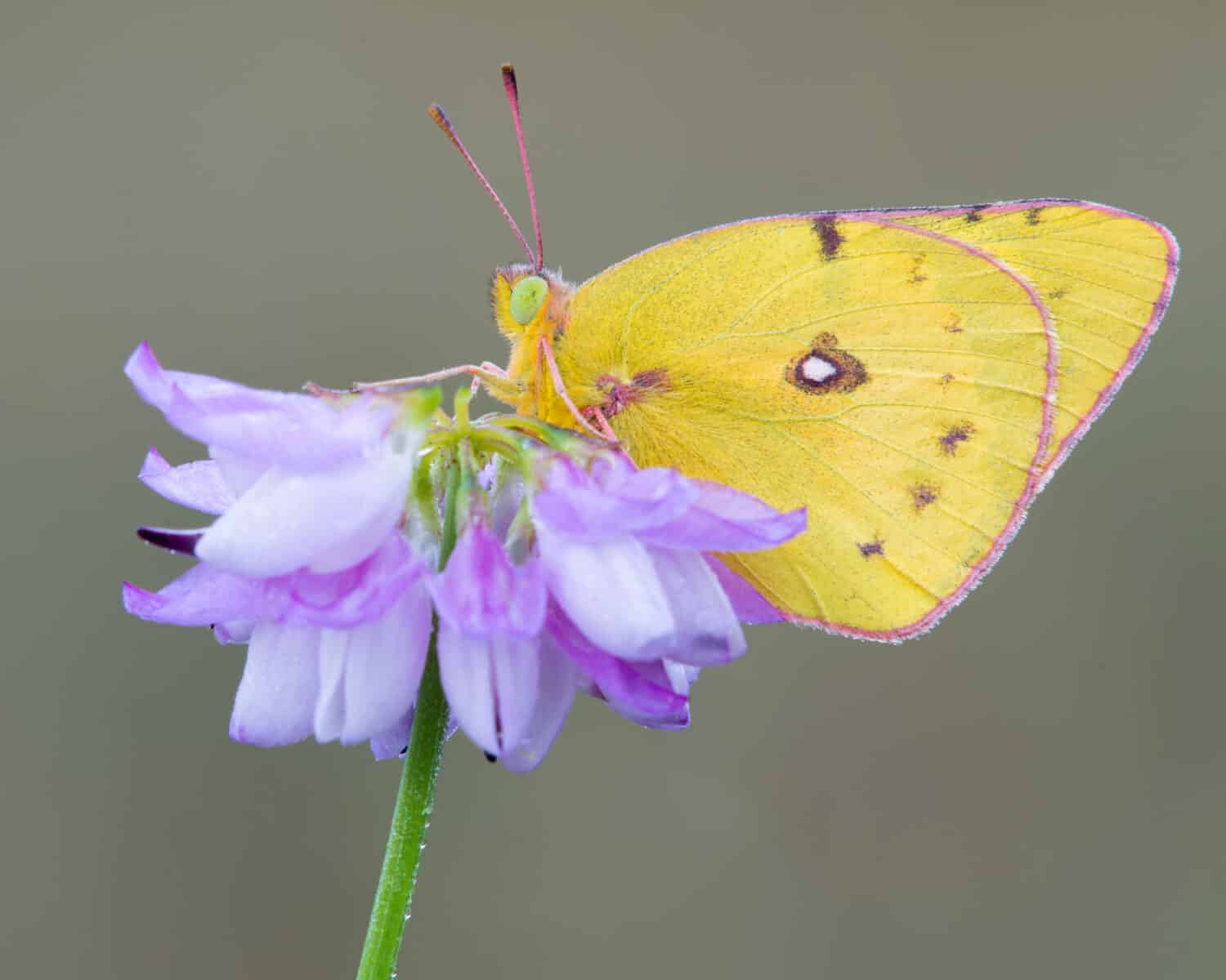 Pink-edged sulphur butterfly on purple flower