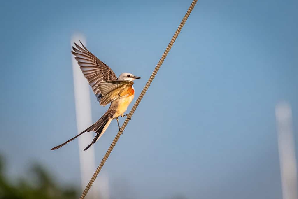 Scissor-tailed Flycatcher (Tyrannus forficatus) perched on a wire