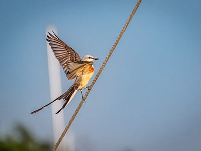 A Scissor-tailed Flycatcher