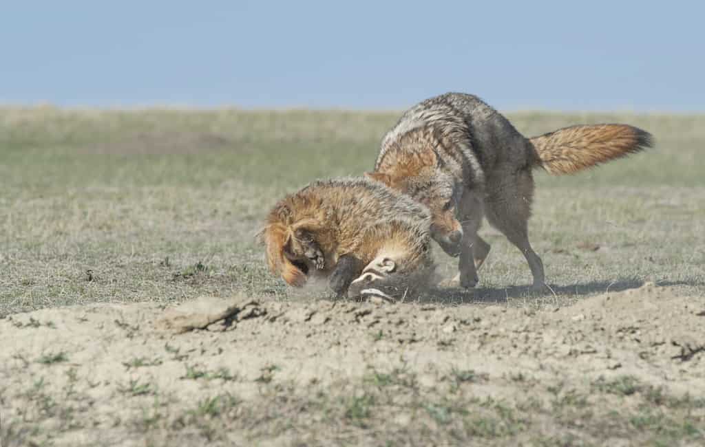 Coyote and badger fight over prey