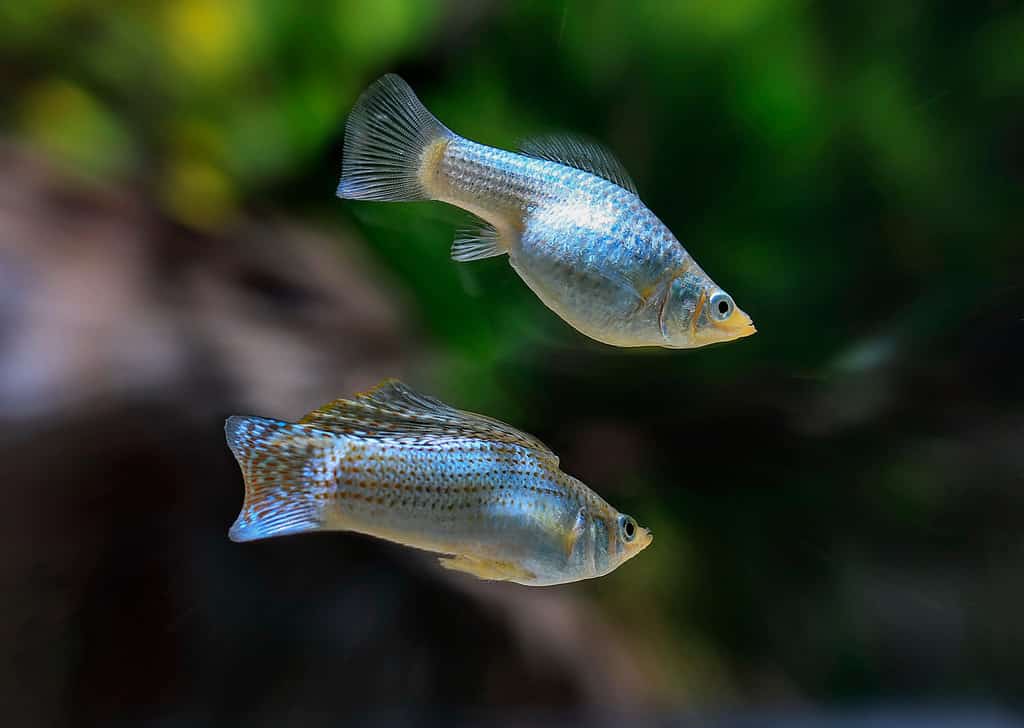 Poecilia latipinna beautiful body, black background.