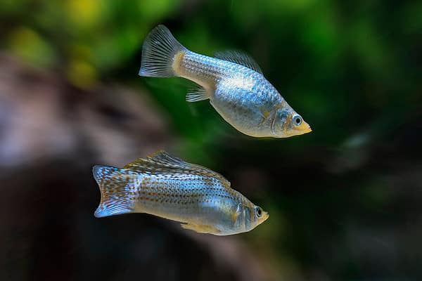 The Sailfin Molly has an elongated body with large fins on its back and sides giving it an impressive sail-like appearance.