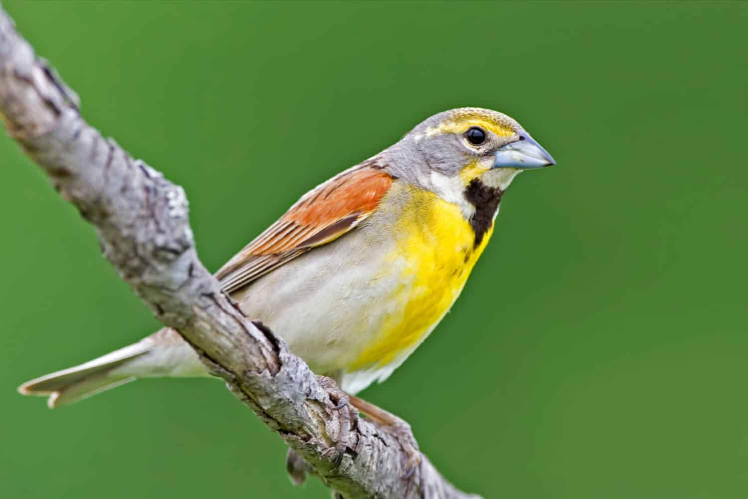 A Dickcissel, Spiza americana, male perched