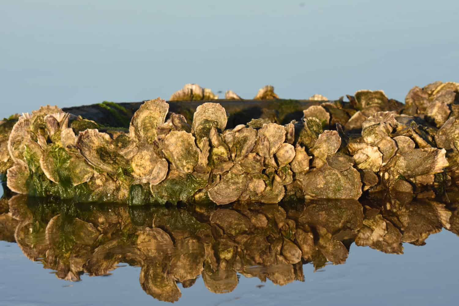 Alligator Bay, NC. USA.  Jan. 13, 2017. Eastern Oyster. Crassostrea virginica