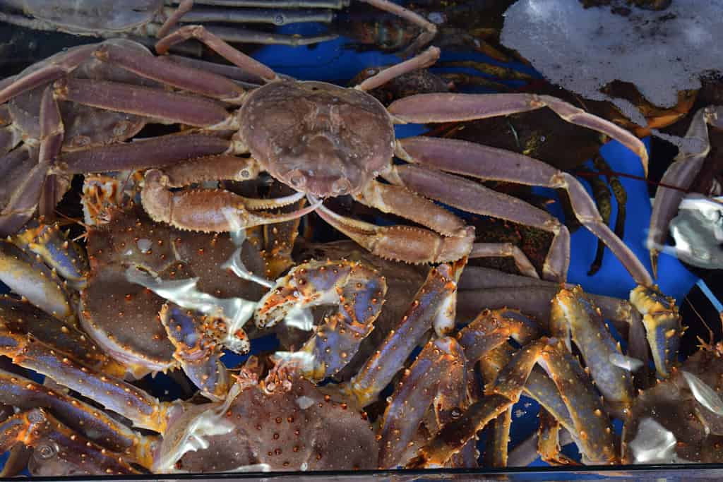 Alaska Crabbing Season Timing, Bag Limits, and Other Important Rules