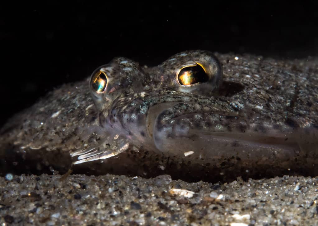 Close-up portrait of a small sand dab fish