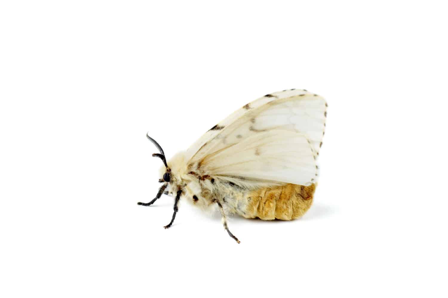 Fall webworm moth isolated on white background