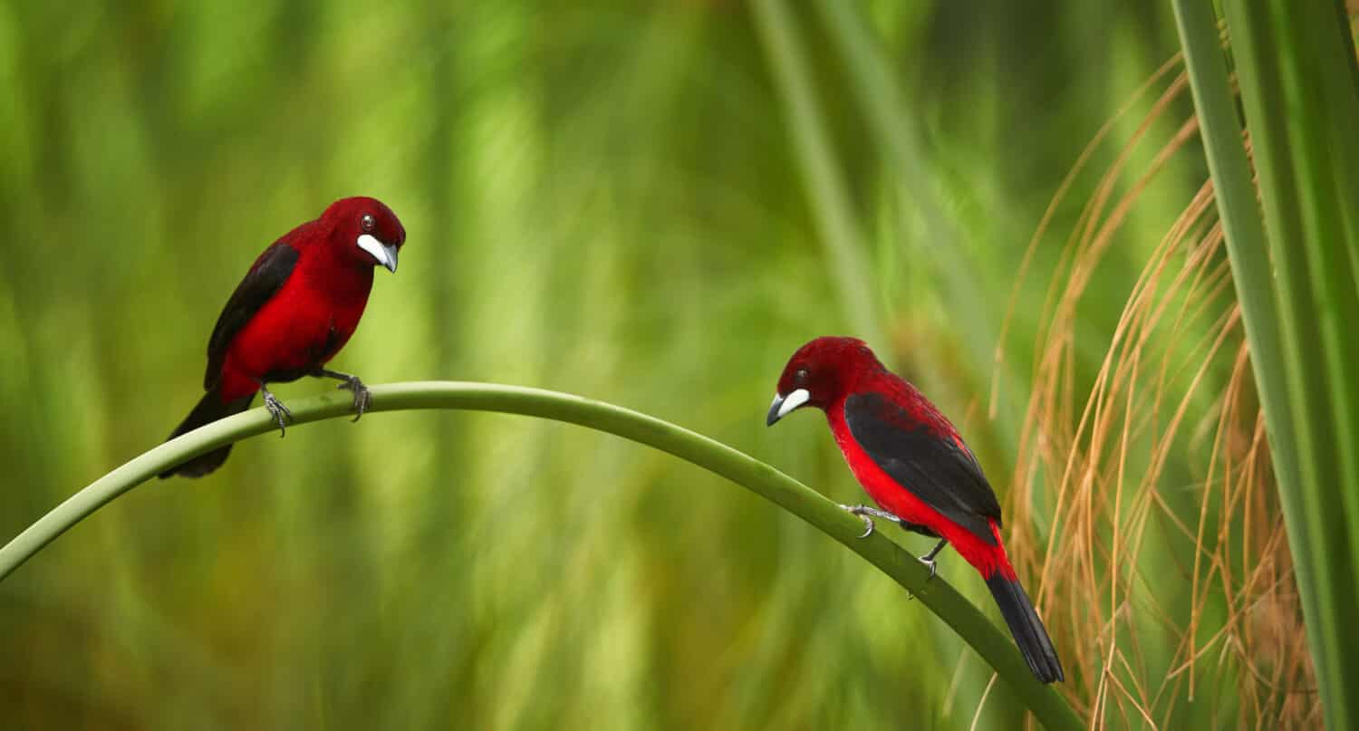 Bloody-red colored songbird, Silver-beaked Tanager, Ramphocelus carbo, two south american tanagers, pair perched on curved stalk of reed. Montezuma area, Tatama national park, Colombia. 