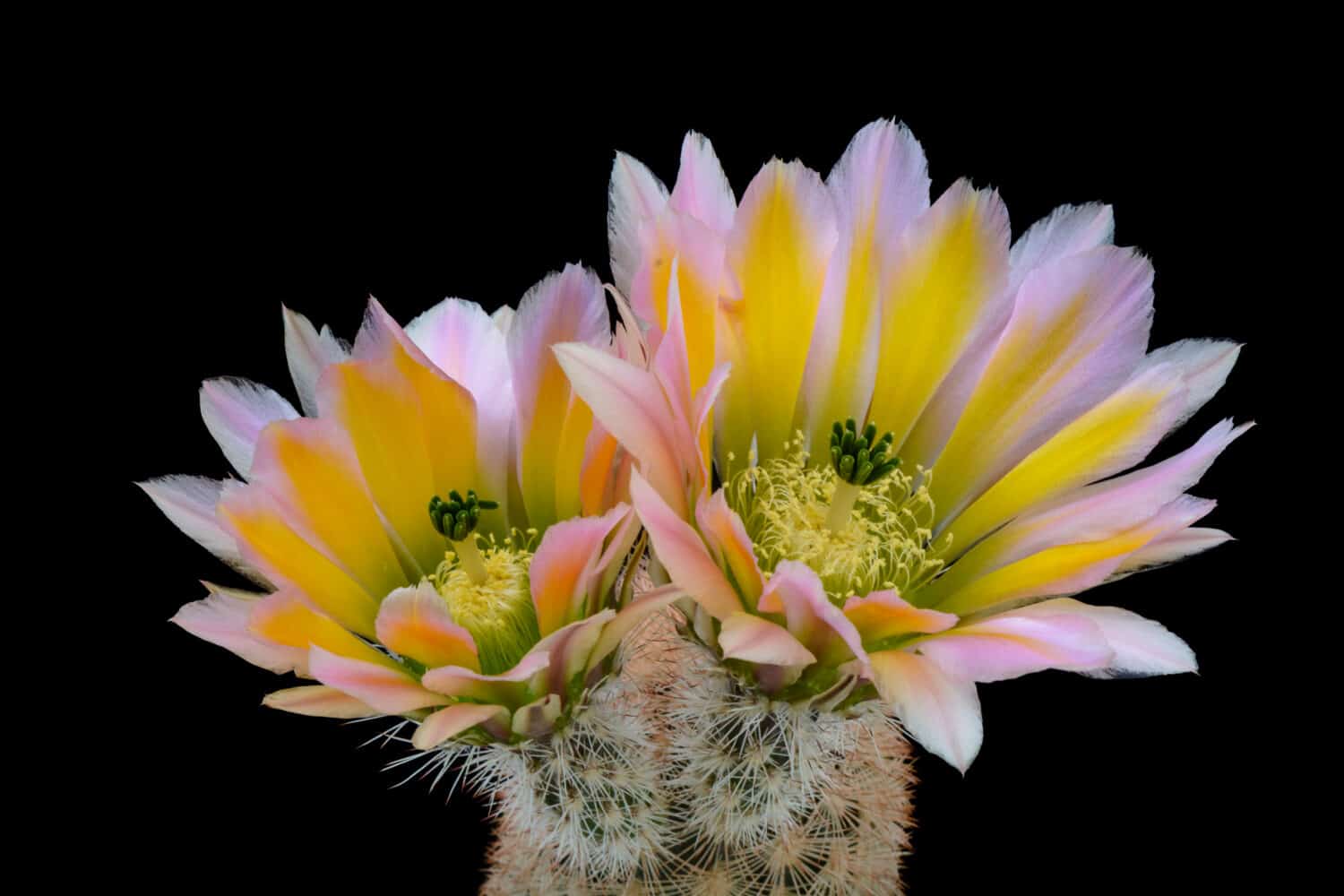 Cactus Echinocereus dasyacanthus with flower isolated on Black