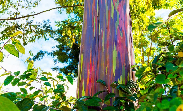 View of the rainbow eucalyptus, Kauai, Hawaii, USA