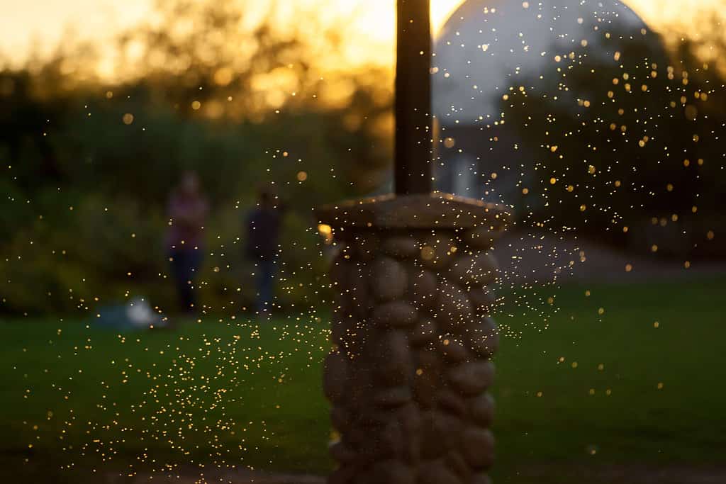 A swarm of backlit mosquitos or gnats flying around under a picnic cabana at a park. The are at differing distances from the camera and some are in focus others look like points of light.