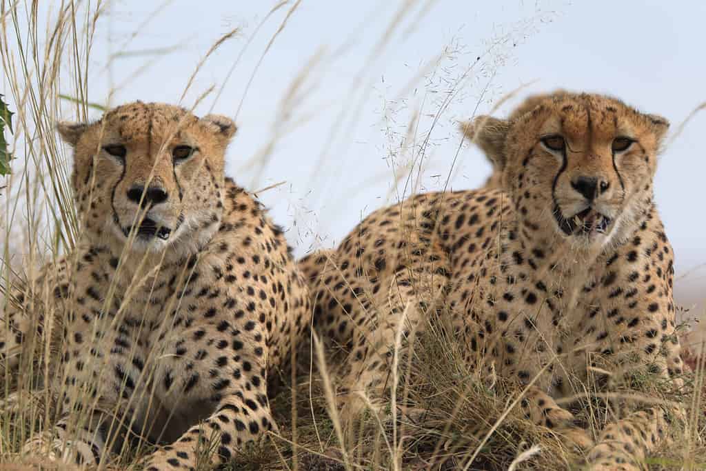 Cheetah is the fastest land animal. It is diurnal and gregarious. Males will defend their territories to maximize contact with females. Females will live in unguarded home range and they are solitary.