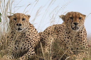Male vs Female Cheetahs: 8 Key Differences Picture