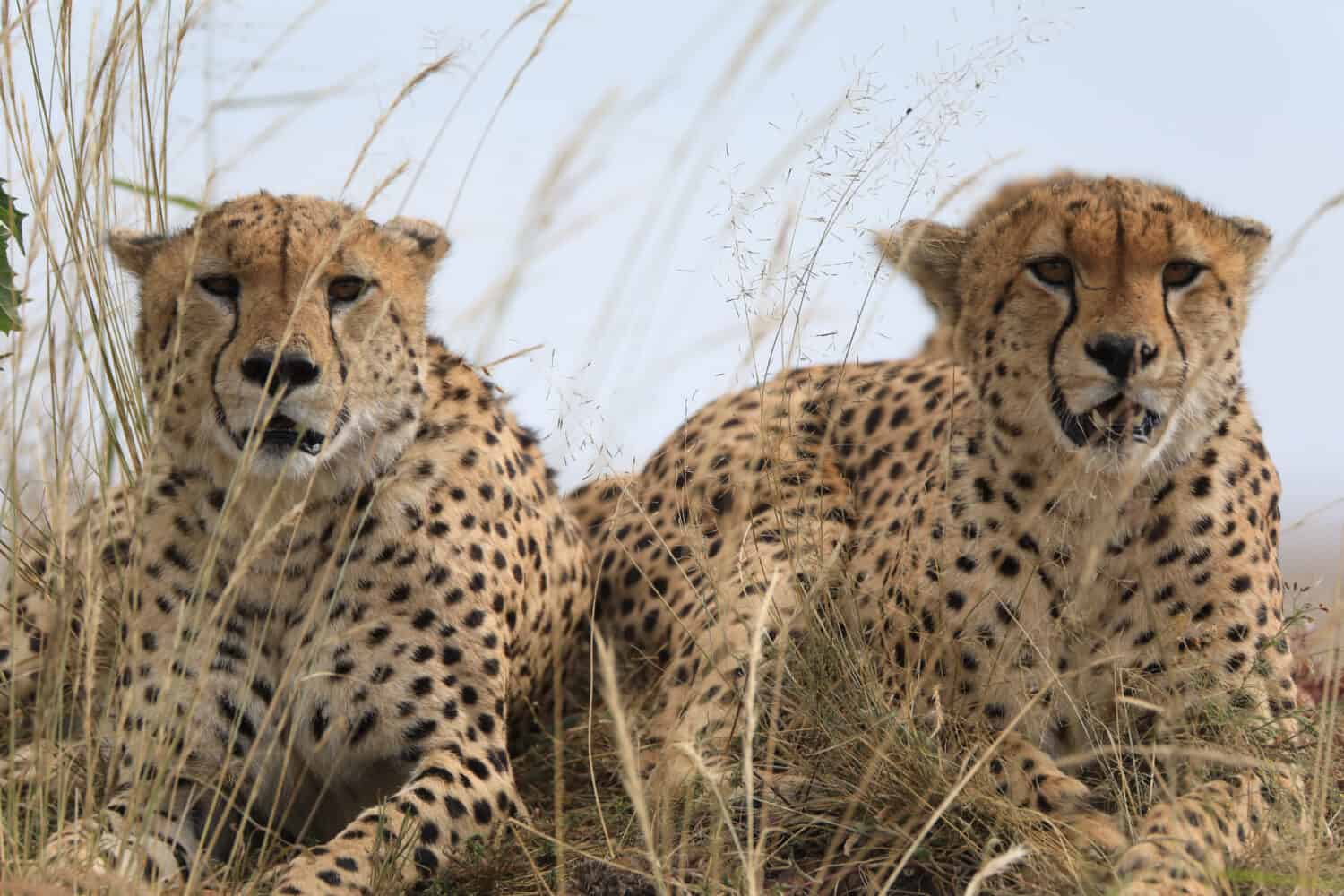 Cheetah is the fastest land animal. Males will defend their territories to maximize contact with females. Females will live in unguarded home range and they are solitary.