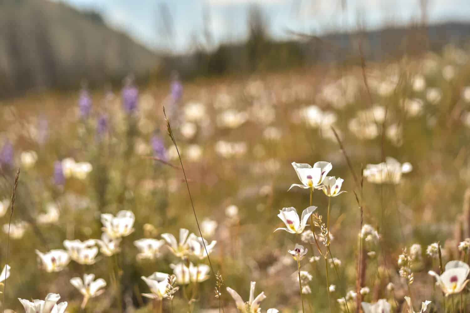 the field of Sego lily wildflowers in Idaho. 