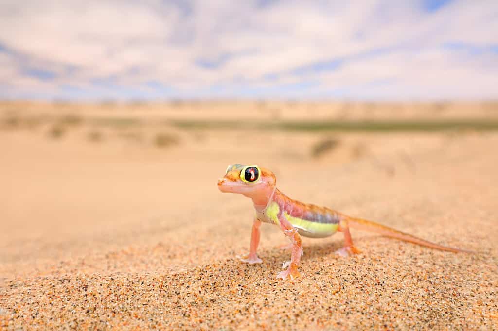 A gecko from the Namib Dunes, Namibia. Pachydactylus rangei, a reticulate palm gecko in its natural desert habitat. Lizard in the Namib desert, blue sky and white clouds, wide angle. Nature of wild animals.