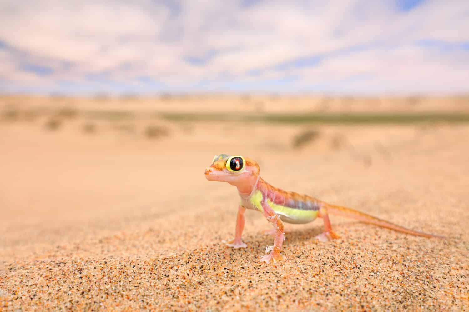 Gecko from Namib sand dune, Namibia. Pachydactylus rangei, Web-footed palmato gecko in the nature desert habitat. Lizard in Namib desert with blue sky with clouds, wide angle. Wildlife nature.