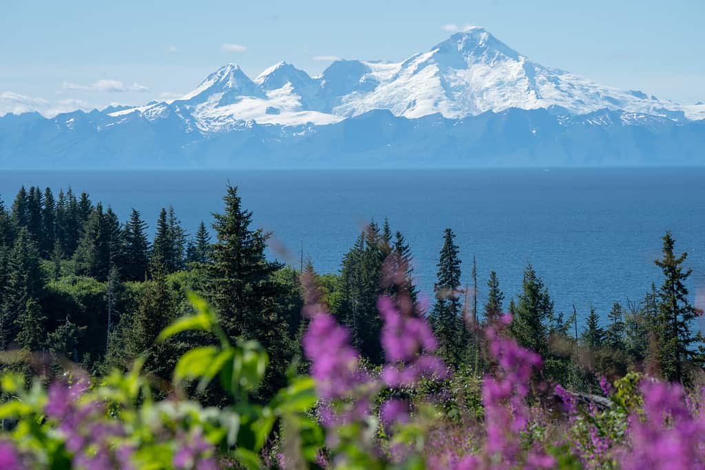 Clear view of Mount Redoubt from Anchor Point Alaska on a sunny day. Fireweed and trees in the foreground