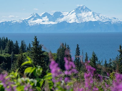 A The 14 Most Iconic Trees Native to Alaska