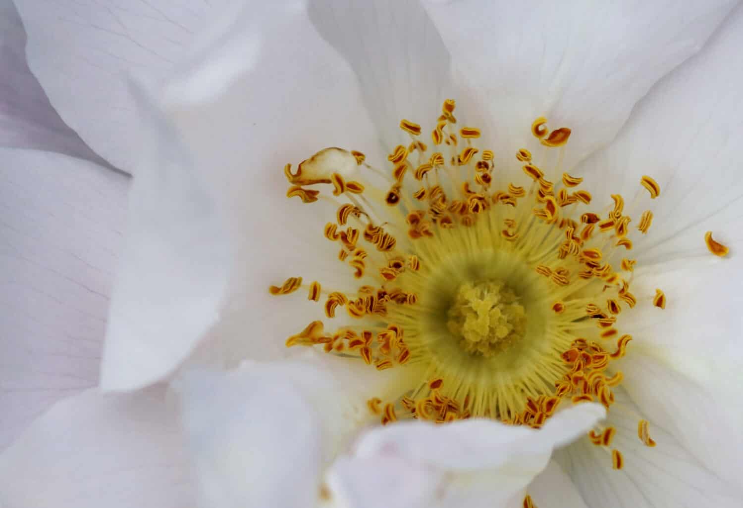closeup of a Henry Hudson white Rose