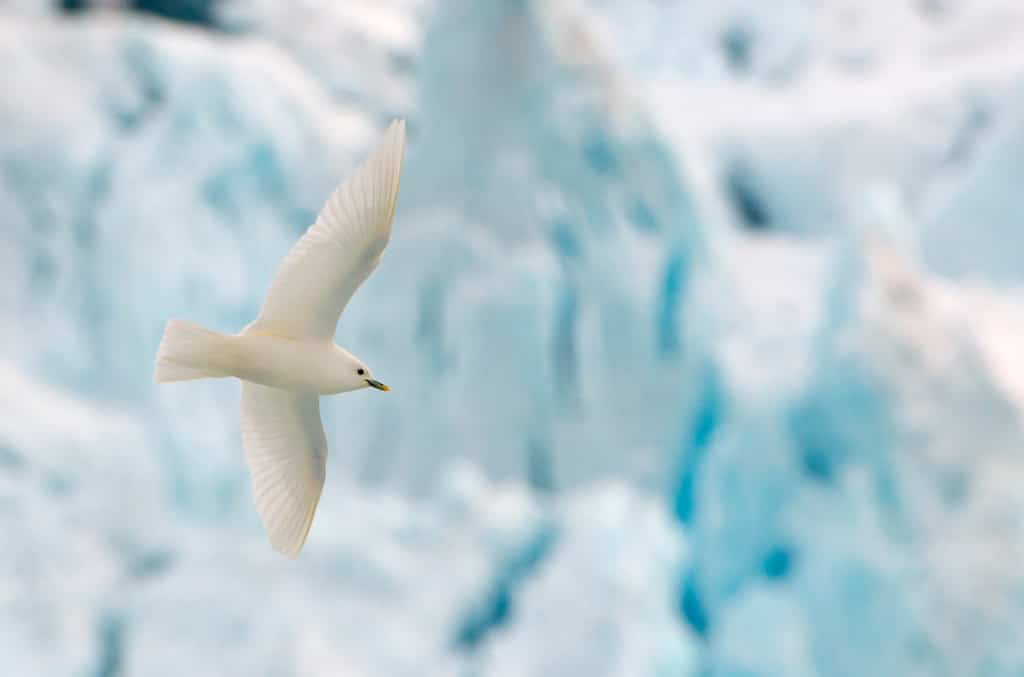 Adult Ivory Gull (Pagophila eburnea) in flight in front of blue colored glacier in Spitsbergen, arctic Norway.